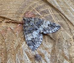 Attēlu rezultāti vaicājumam “Hydriomena impluviata”