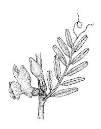 Attēlu rezultāti vaicājumam “Vicia angustifolia leaf”