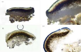 Attēlu rezultāti vaicājumam “Hypocenomyce scalaris”