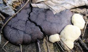 Attēlu rezultāti vaicājumam “Amaurochaete sp.”