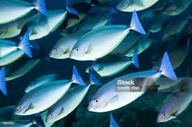 Image result for Naso hexacanthus