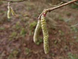 Attēlu rezultāti vaicājumam “Corylus avellana male flower”