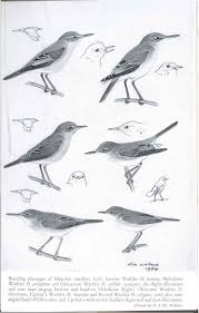 Attēlu rezultāti vaicājumam “Hippolais caligata adult”