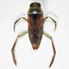 Attēlu rezultāti vaicājumam “Notonecta glauca”