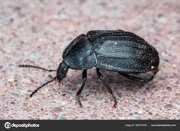 Attēlu rezultāti vaicājumam “Phosphuga atrata”