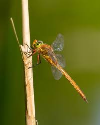 Attēlu rezultāti vaicājumam “Aeshna isoceles”