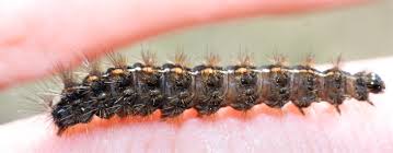 Attēlu rezultāti vaicājumam “Diacrisia sannio”