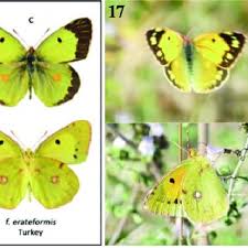Attēlu rezultāti vaicājumam “Colias palaeno upperside”
