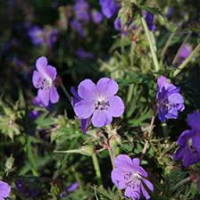 Image result for Geranium pratense