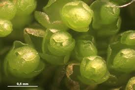 Attēlu rezultāti vaicājumam “Nardia geoscyphus”