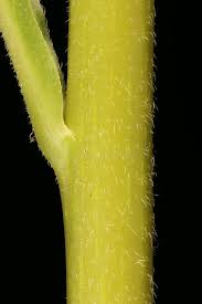 Attēlu rezultāti vaicājumam “Campanula latifolia fruit”