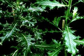 Attēlu rezultāti vaicājumam “Cirsium arvense leaf”