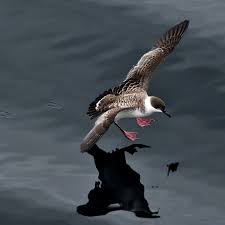 Image result for Puffinus gravis