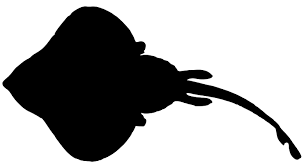 Image result for Leucoraja erinaceus