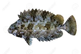 Image result for Siganus rivulatus