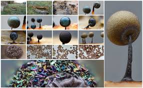 Attēlu rezultāti vaicājumam “Diderma floriforme macro”