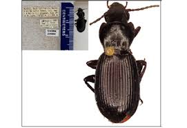 Attēlu rezultāti vaicājumam “Carabidae”