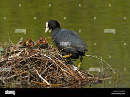 Attēlu rezultāti vaicājumam “Fulica atra adult”