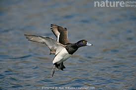 Attēlu rezultāti vaicājumam “Aythya fuligula male”