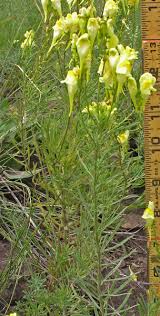 Attēlu rezultāti vaicājumam “Linaria loeselii”