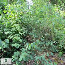 Attēlu rezultāti vaicājumam “Lonicera xylosteum leaf”
