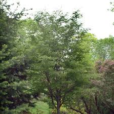 Attēlu rezultāti vaicājumam “Fagus sylvatica fo. laciniata bud”