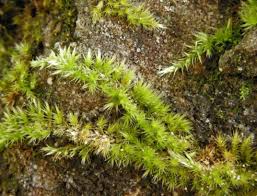 Attēlu rezultāti vaicājumam “Homalothecium sericeum”