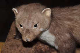 Attēlu rezultāti vaicājumam “Martes foina”