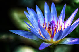 Attēlu rezultāti vaicājumam “Euura acutifoliae”