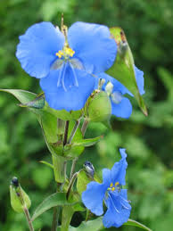 Attēlu rezultāti vaicājumam “Commelina coelestis”