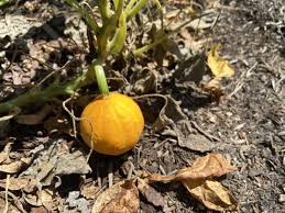 Attēlu rezultāti vaicājumam “Cucurbita pepo fruit”