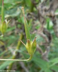 Attēlu rezultāti vaicājumam “Geranium palustre fruit”