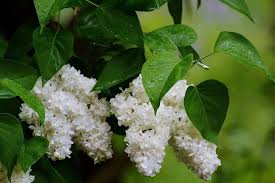 Image result for flieder