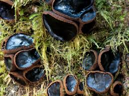 Attēlu rezultāti vaicājumam “Bulgaria inquinans”