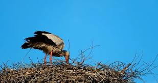 Attēlu rezultāti vaicājumam “Ciconia ciconia adult”
