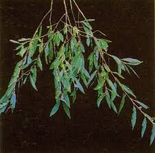 Attēlu rezultāti vaicājumam “Salix alba var. vitellina”