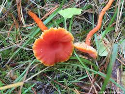Attēlu rezultāti vaicājumam “Hygrocybe cantharellus”