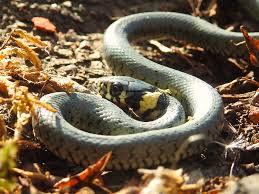 Attēlu rezultāti vaicājumam “Natrix natrix”