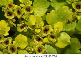 Attēlu rezultāti vaicājumam “Chrysosplenium alternifolium fruit”