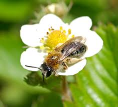Attēlu rezultāti vaicājumam “Andrena haemorrhoa female”