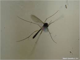 Attēlu rezultāti vaicājumam “Phronia sp.”