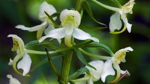Attēlu rezultāti vaicājumam “Platanthera chlorantha flower”