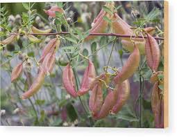 Image result for Colutea arborescens