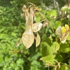 Attēlu rezultāti vaicājumam “Lunaria rediviva leaf”