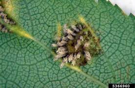 Attēlu rezultāti vaicājumam “Gymnosporangium sp.”