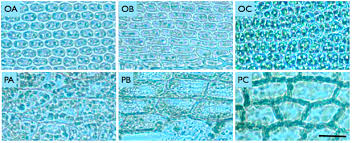 Attēlu rezultāti vaicājumam “Orthotrichum anomalum”