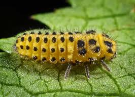 Attēlu rezultāti vaicājumam “Psyllobora vigintiduopunctata”