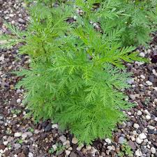 Image result for Artemisia annua
