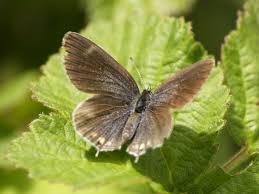 Attēlu rezultāti vaicājumam “Everes argiades”