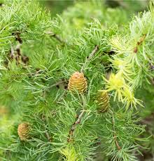 Attēlu rezultāti vaicājumam “Larix kaempferi female flower”